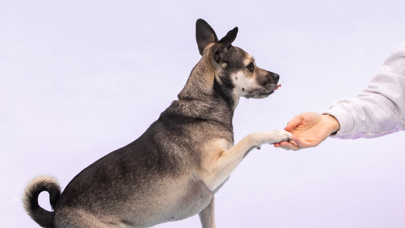 Top Dog Training Des Plaines IL Services That Work