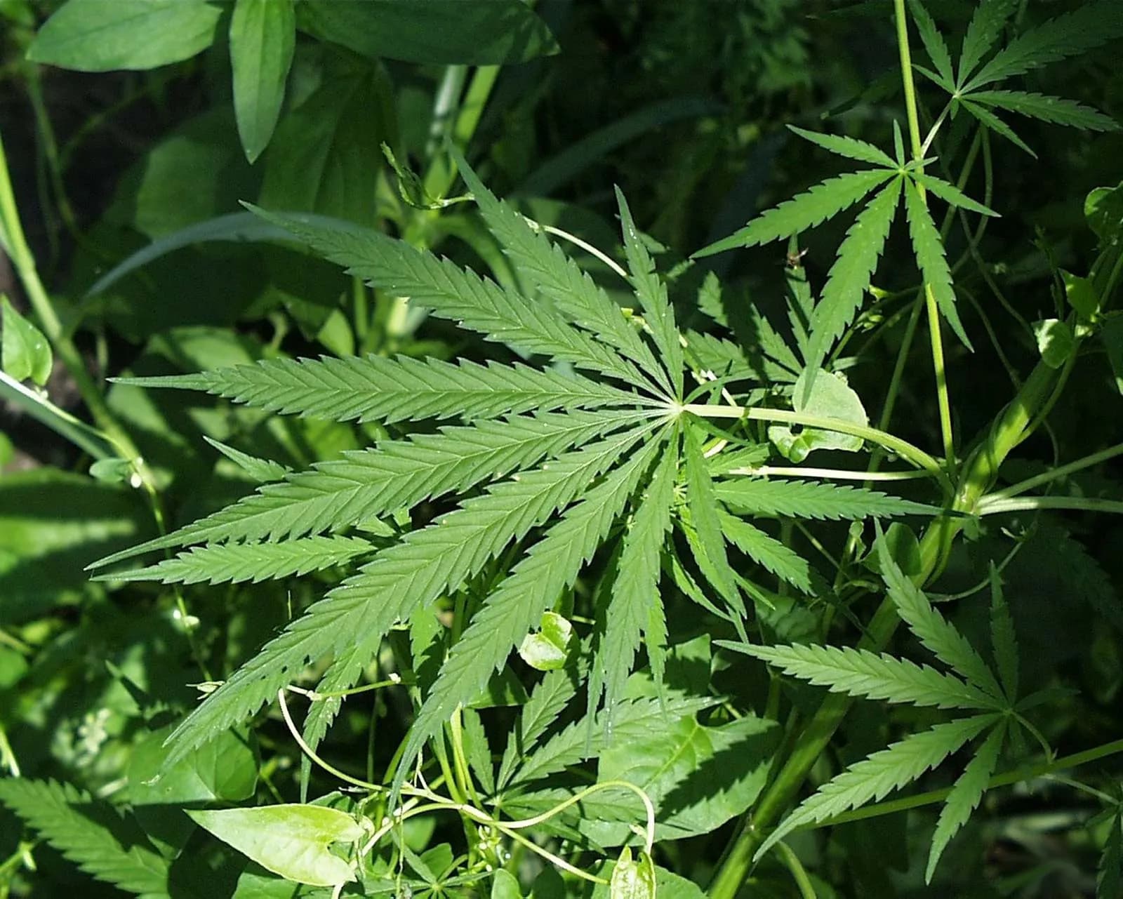 Bluetenbande – Lizenzierter Cannabisanbau 2025