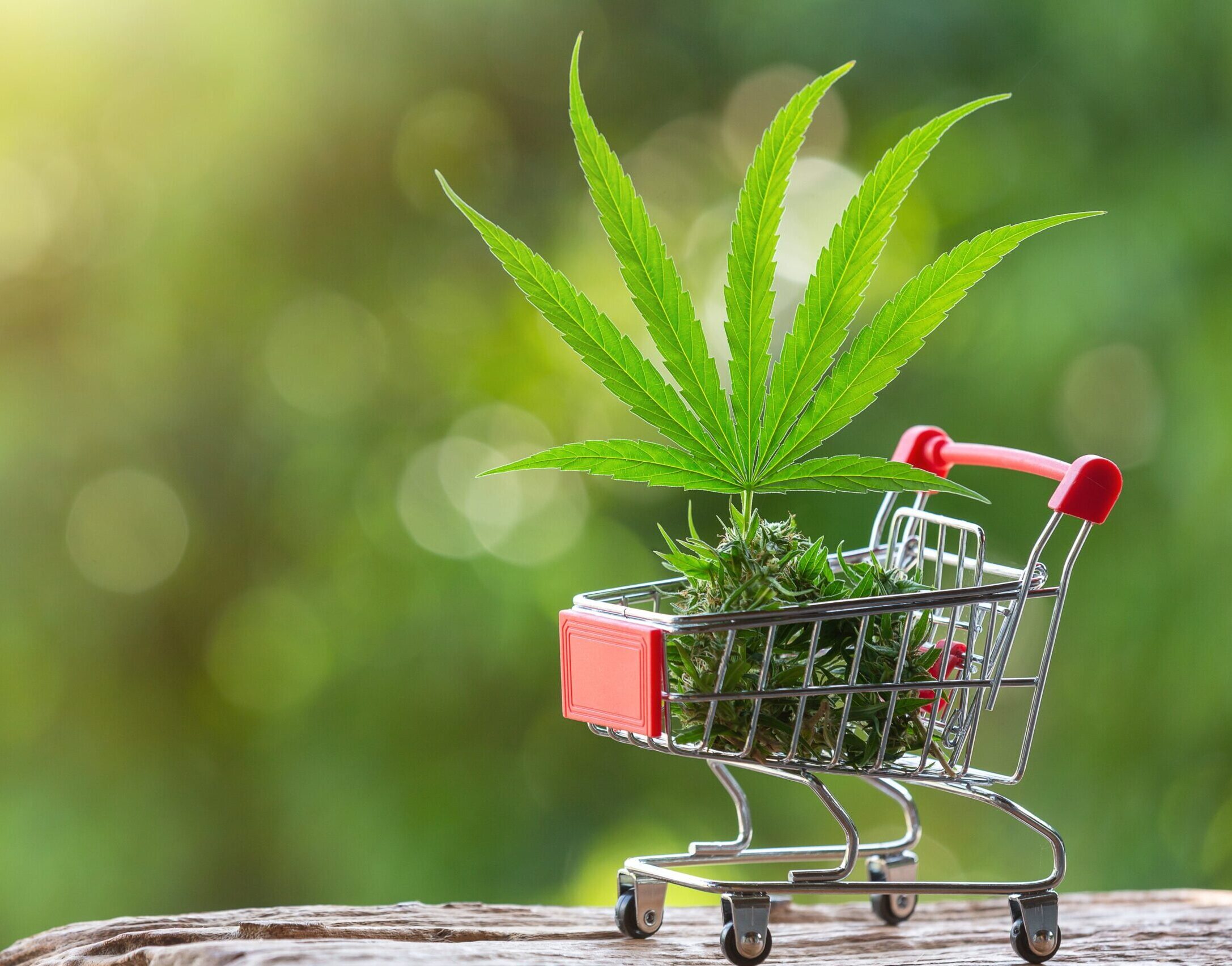 cannabis-leaves-shoots-placed-shopping-cart-1-min-1-scaled-e1752734760690
